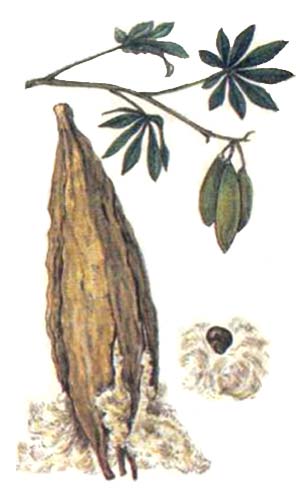 Капок — Ceiba pentandra
