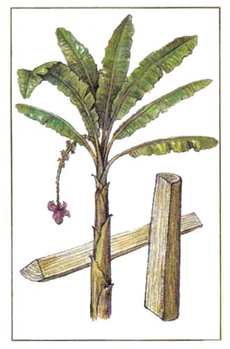 Банан текстильный, абака (Musa textilis)