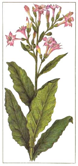 Табак (Nicotiana tabacum L)