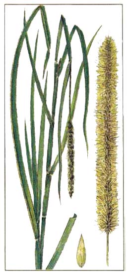 Слоновая трава (Pennisetum purpureum)