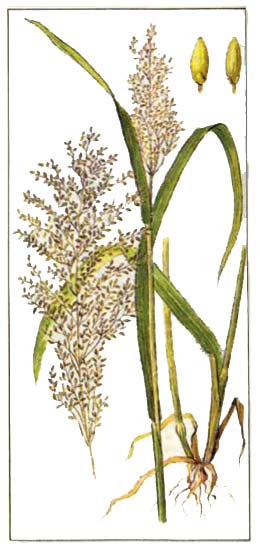 Гвинейская трава (Panicum maximum Jacq.)
