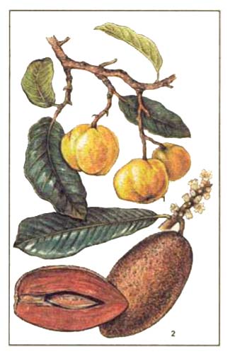 Сапота мамей, сапотный мамей, или сапотовое дерево — Calocarpum sapota