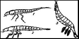 Личинки плавунчика и других водных жуков. Ест. вел. 1 — гребца (Agabus); 2 — прудовика (Colymbetes fuecus); 3 — плавунчика (Aciliiu sulcatus)