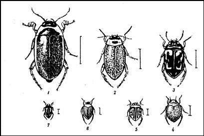 Наши мелкие плавунцы. 1 — водяник (Hydaticus transversalis); 2 — ильник (Rhantus notatue); 3 — гребец (Platambus maculatue); 4 — пузанчик (Hyphydrus ferrugtneus); 5 — пеструшка (Hygrotus verslcolor); 6 — желтушка (Hallplus ruflcollis); 7 — нырялка (Hydroporus granularls)