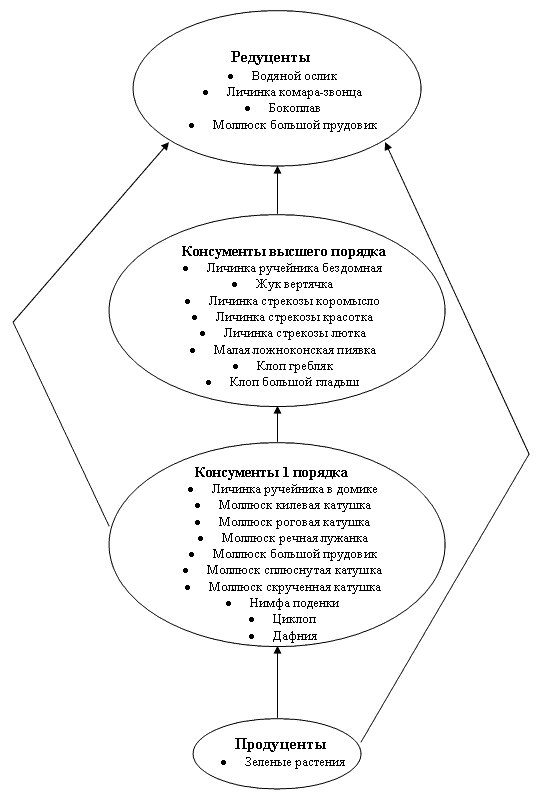 Трофическая структура водного биоценоза