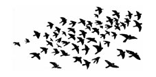 bird4.jpg (47251 bytes)