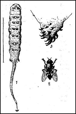 Иловая муха (Eristalis tenax). 1 — личинка иловой мухи, так называемая «крыска»