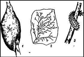 Мшанки. 1 — клубчатая мшанка (Plutnatella fungosa) на стебле
водного растения, 2 — ползучая мшанка (Plumatella repcns) на листе кувшинки, 3 — хохлатка кристателла
(Cristatella mucedo)