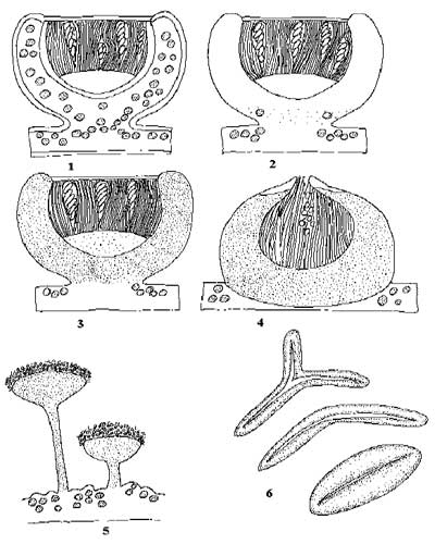 Различные формы плодовых тел лишайников