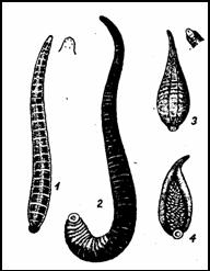 малая ложноконская пиявка (Nephelis vulgaris или
Hcrpobdella atomaria); 2 — ложноконская пиявка (Aulostoma gulo или Haemopis sanguisuga); 3, 4-улитковая пиявка (Clepsine или
Glossosiphonia) с молодью