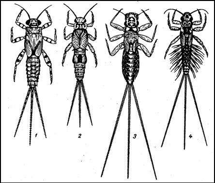 Ползающие личинки подёнок. 1 — Ephemerella ignita; 2 — Caenis macrura; 3 — Choroterpes picteti; 4 —
Paraleptophlebia submarginata