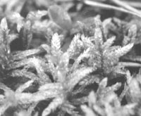 Листостебельный мох хвойных лесов Pleurozium schreberi