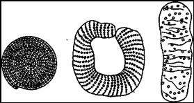 Икра различных ручейников:
спирального, кольцеобразного и пальцевидного
типа (Triaenodes, Phryganea, Glyphotaelius)
