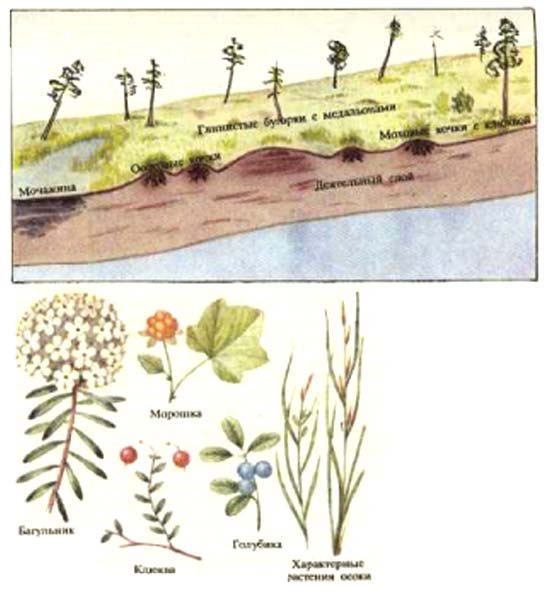 Дальневосточная марь и типичные растения мари