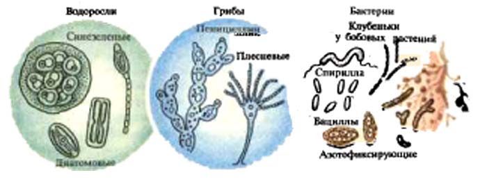 Группы микроорганизмов - водоросли, грибы, бактерии