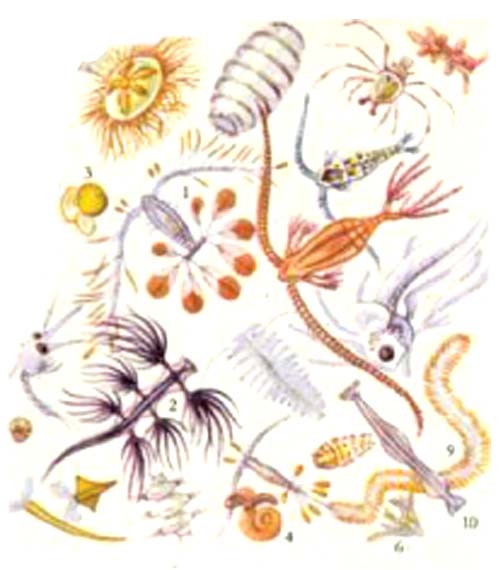 Планктон: 1 — веслоногие рачки; 2 — ветвистоусый рачок; 3 — икринки рыб; 4 — личинки моллюсков; 5 — аппендикулярия; 6 — инфузории тинтиноидеи; 7 — жгутиковые; 8 — полихета; 9 — черви: 10 — сагитта
