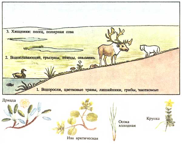 Типичные животные и растения тундры