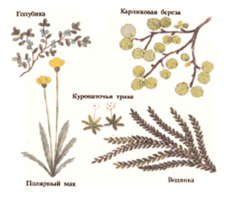 Типичные растения тундролесий