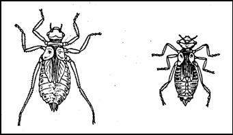 Личинки стрекоз типа настоящей стрекозы: Настоящая стрекоза (Libellula) и Бабка (Cordulla aenea)