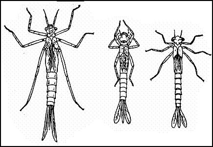 Личинки стрекоз типа лютки: Красотка (Calopteryx), Стрелка (Agrion), Эритромма (Erythromma)