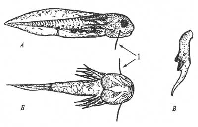 Личинка сибирского углозуба