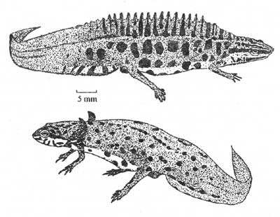 Обычный (сверху) и неотенический (снизу) самцы обыкновенного тритона (Triturus vulgaris)