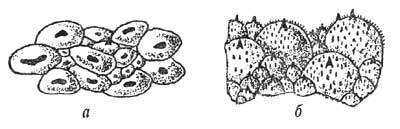 Поверхность кожи на спине: гладкая у краснобрюхой (Bombina bombina) и шероховатая у желтобрюхой жерлянки (Bombina variegata)