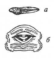 Внешний вид (а) и ротовые диски (б) у головастиков серой жабы