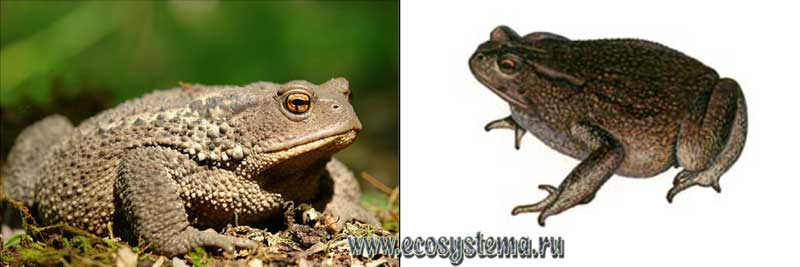Кавказская жаба — Bufo verrucosissimus