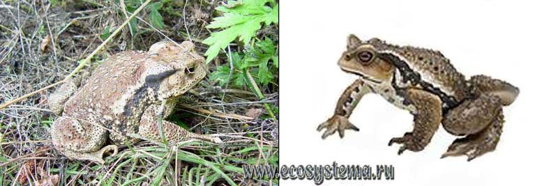 Дальневосточная жаба — Bufo gargarizans