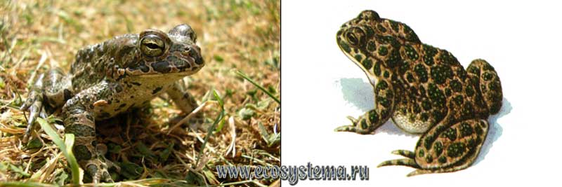 Таджикская жаба — Bufo shaartusiensis