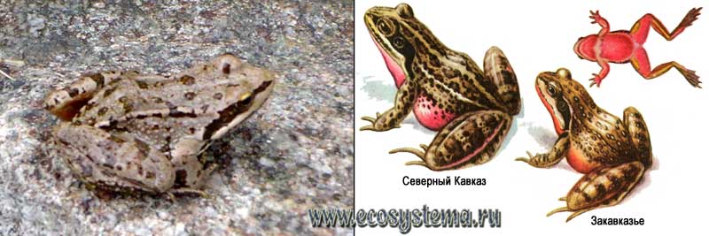 Малоазиатская лягушка — Rana macrocnemis