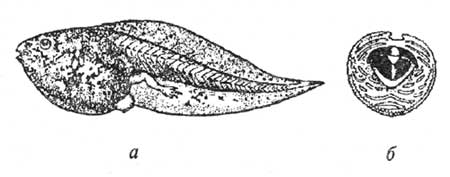Головастик (а) и ротовой диск (б) обыкновенной чесночницы (Pelobates fuscus)