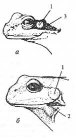 Головы травяной, Rana temporaria (а), и озерной, Rana ridibunda (б) лягушек