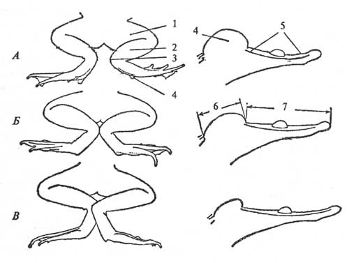 Длина задних конечностей и форма внутреннего пяточного бугра у европейских зеленых лягушек