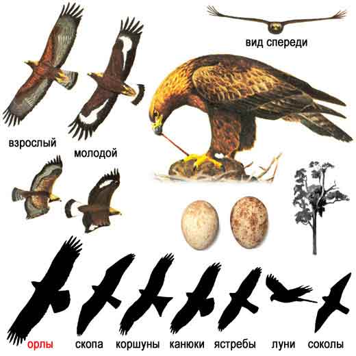 Беркут — Aquila chrysaetus