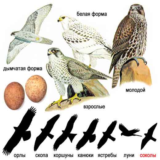 Кречет — Falco gyrfalco