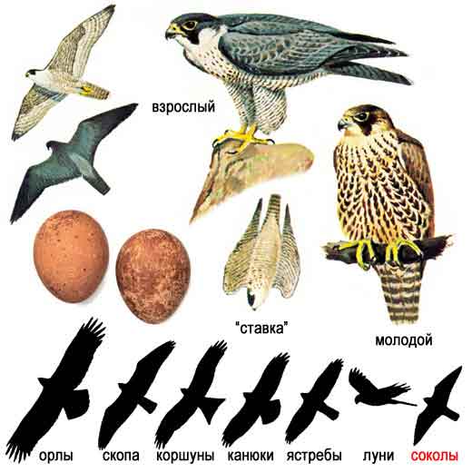 Сапсан — Falco peregrinus