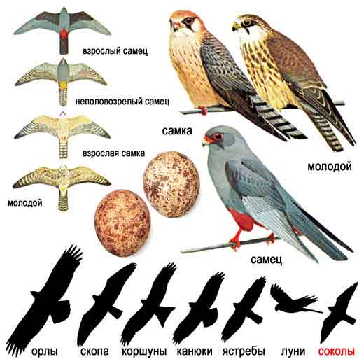 Кобчик — Falco vespertinus