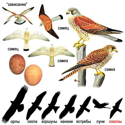 Пустельга, или трясучка, или жавороннник — Falco tinnunculus