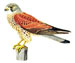 Пустельга - Falco tinnunculus