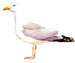 Серебристая чайка - Larus argentatus