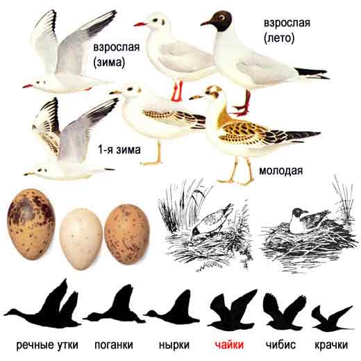 Озерная чайка, или речная, или обыкновенная чайка, или мартышка — Larus ridibundus