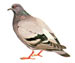 Сизый голубь - Columba livia