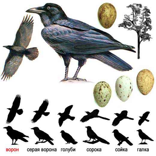 Ворон — Corvus corax