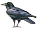Ворон - Corvus corax