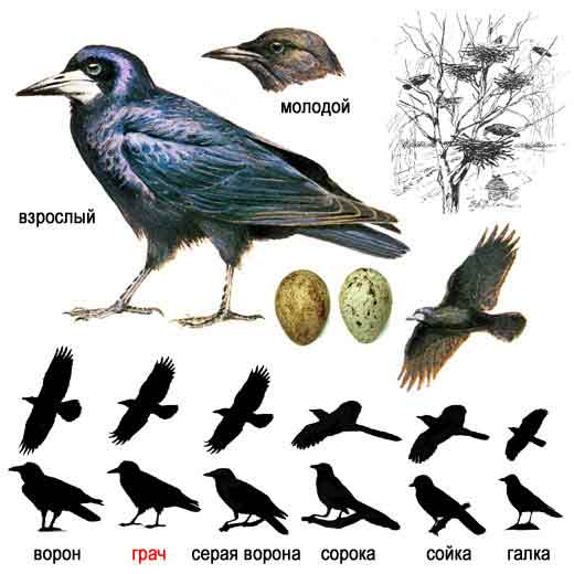 Грач — Corvus frugileus