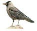 Обыкновенная галка - Corvus monedula