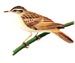 Камышевка-барсучок - Acrocephalus schoenobaenus