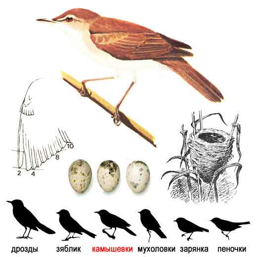 Тростниковая камышевка — Acrocephalus scirpaceus
